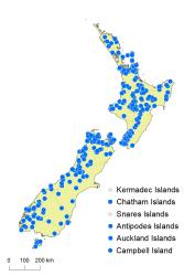 Lycopodium scariosum distribution map based on databased records at AK, CHR & WELT.
 Image: K.Boardman © Landcare Research 2019 CC BY 4.0
